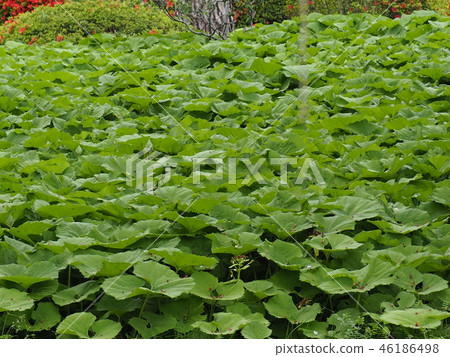 春天的春天 46186498