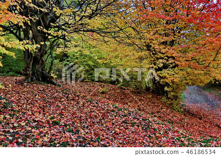Autumn landscape of the Talysh mountains Autumn landscape of the Talysh mountains 46186534