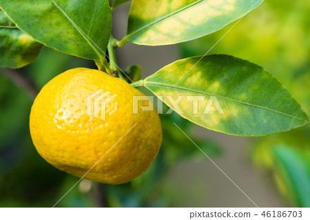 Shikuwasa樹和成熟的水果 46186703