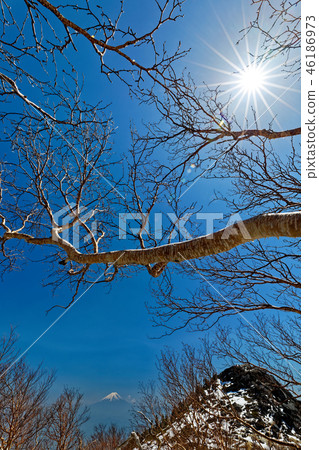 Daquake bamboo and Mt. Fuji of Mt. 46186973