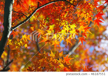 楓葉 46187551