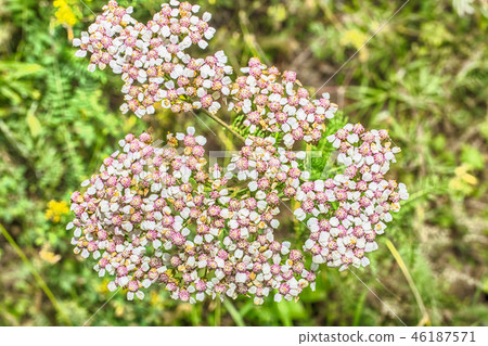 Macro photo of a white 46187571