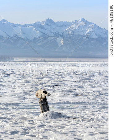 Winter landscape of Mongolia. Cow skull in the foreground 46188190