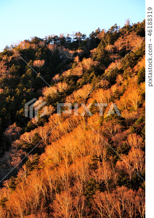 Sunlight Birch forest shining on the morning sun 46188319