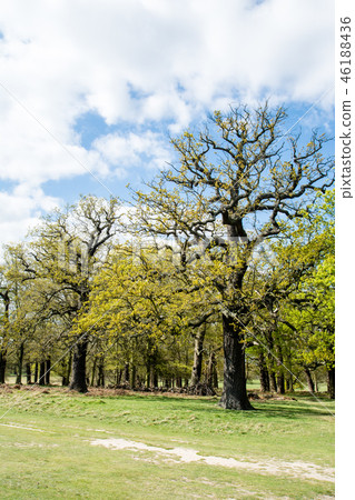 A bright blue sky in the early spring and under the clouds Trees that have started to sprout in the park 46188436