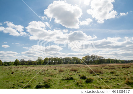 Trees that coalesce in forest parks outside England Trees that coalesce in forest parks outside England 46188437