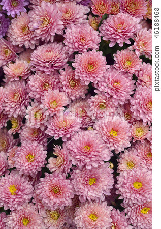 Gardening and floriculture. Living coral pink chrysanthemum flowers Gardening and floriculture. Living coral pink chrysanthemum flowers 46188468