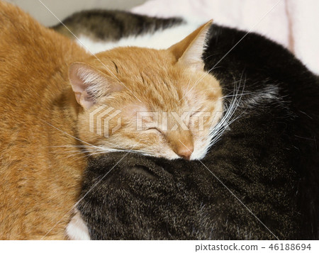 Tea tiger cat Kiki who sleeps overlapping Tea tiger cat Kiki who sleeps overlapping 46188694