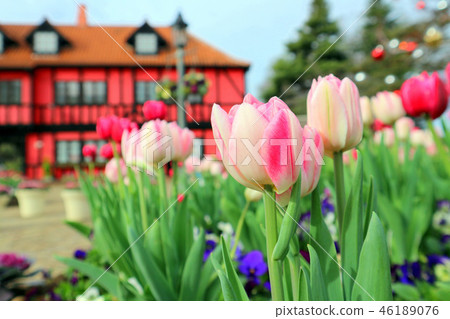 船橋安徒生公園的冰鬱金香和社區中心(12月)千葉縣船橋市 船橋安徒生公園的冰鬱金香和社區中心(12月)千葉縣船橋市 46189076