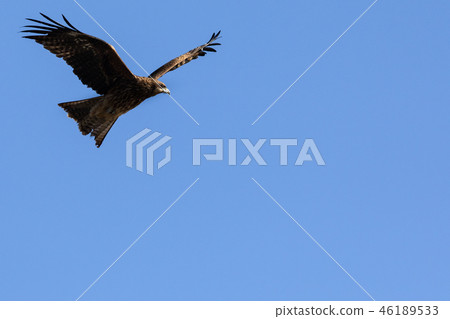 飛藍天 飛藍天 46189533