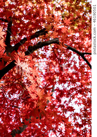 秋天的形象 46190501