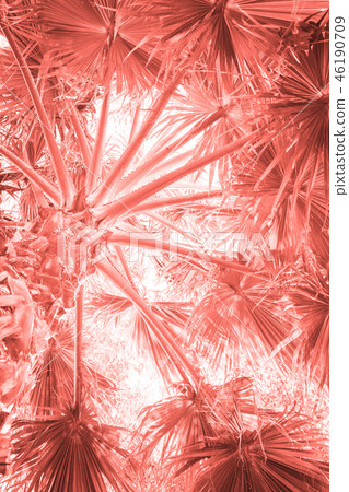 Tropical palm tree toned in Living Coral color. Tropical palm tree toned in Living Coral color. 46190709