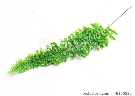 green leaves of fern isolated on white 46190823