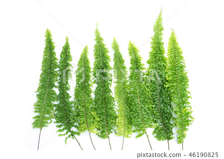 forest treeline made green leaves 46190825