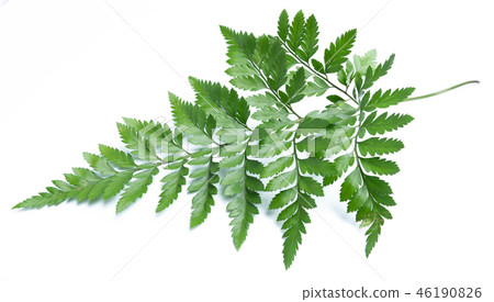 green leaves of fern isolated on white 46190826