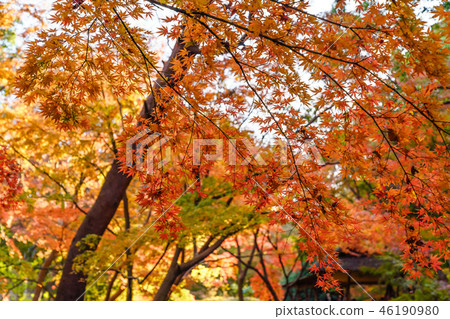 Autumn leaves of Rikugien in Japan Autumn leaves of Rikugien in Japan 46190980