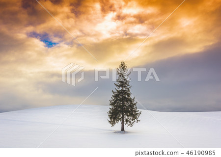 Biei, Japan at the Christmas Tree 46190985