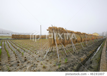 Rice rack | Hazakake 46191807