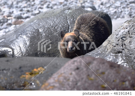 Brown bear walking on the shore 46191841