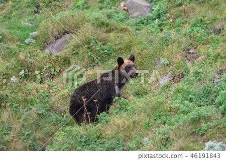 Brown bear climbing a cliff 46191843