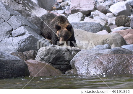 走在岸的棕熊 46191855