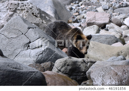 走在岸的棕熊 46191856