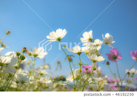 台灣,桃園,花季,波斯菊,藍天,天空,白色,夢幻,浪漫 46192230