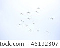 琵鷺|琵鷺 46192307