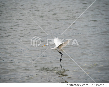 White heron in flight 46192442