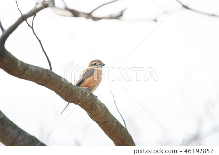 棲息在一棵死的樹的Moz在冬天 46192852