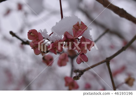 桃紅色花堆積與雪 46193196