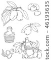 Illustration material of olive 46193635