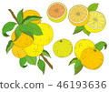 Illustration of grapefruit 46193636
