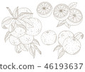 Illustration of grapefruit 46193637