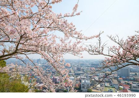 Cherry blossoms in full bloom and the cityscape of Chiba Prefecture (from Sankodai Park in Togane, Chiba Prefecture) Taken in March 2018 Cherry blossoms in full bloom and the cityscape of Chiba Prefecture (from Sankodai Park in Togane, Chiba Prefecture) Taken in March 2018 46193990