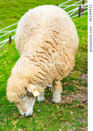 Cute sheep farm eating green glass 46194452