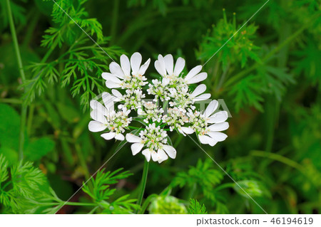 White lace flower 46194619