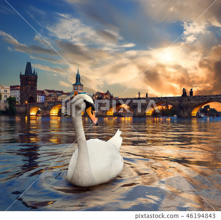 Swan and fiery sunset 46194843
