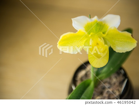 Flower background 46195042