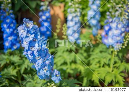 花背景 花背景 46195077