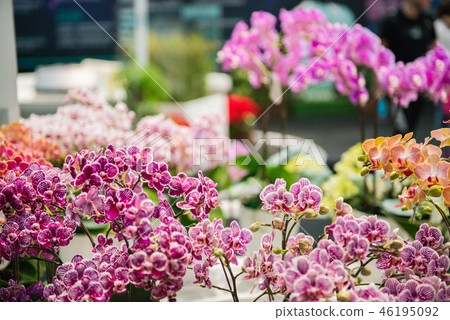 花背景 花背景 46195092