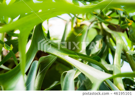 背景 背景 46195101