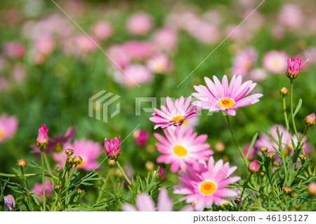 Background Background 46195127