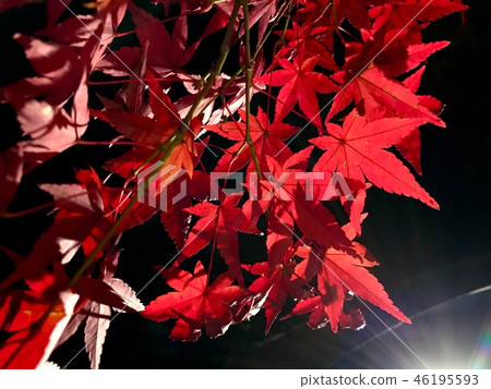 鮮紅的葉子亮了起來 46195593