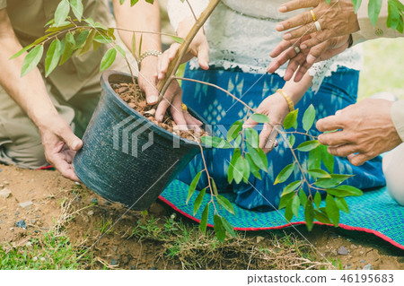 The provincial governor and his wife plant a tree  46195683