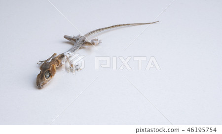 Close-up images of Asia small dead lizard Close-up images of Asia small dead lizard 46195754