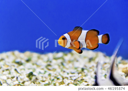 Aquarium fishes in salt water Aquarium fishes in salt water 46195874