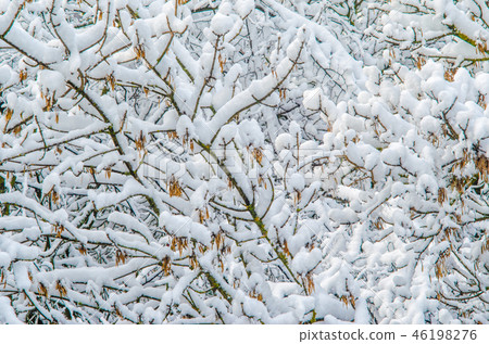 Winter trees under snow background Winter trees under snow background 46198276