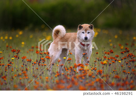 Shiba Inu playing in the field Shiba Inu playing in the field 46198291