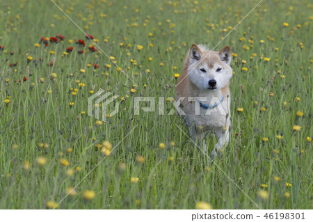Shiba Inu playing in the field 46198301